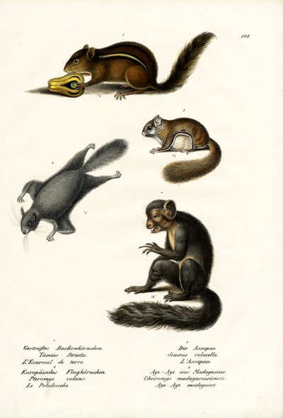 Östliches Streifenhörnchen, 1824 von Karl Joseph Brodtmann